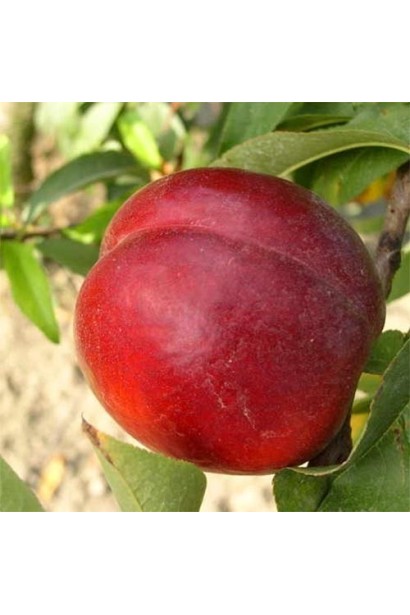 Нектарин ‘Хоней Хейвен’